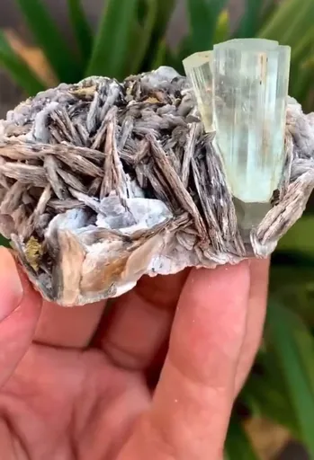 specimen video