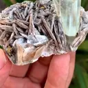 specimen video