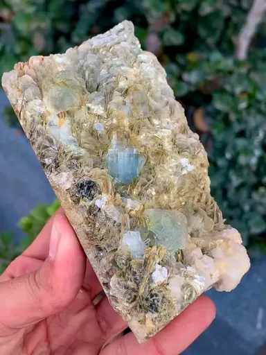 specimen video