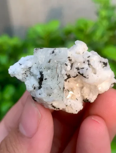 specimen video