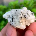 specimen video