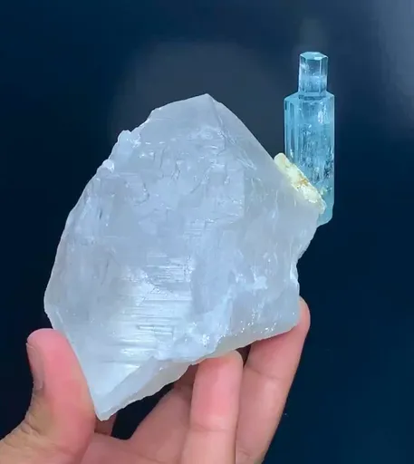 specimen video