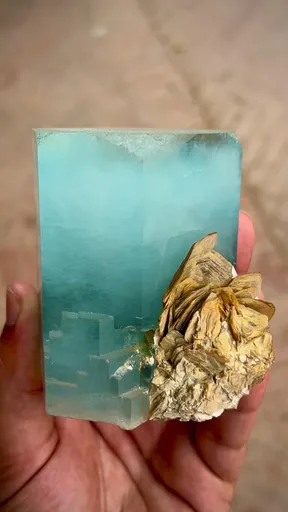 specimen video