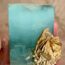 specimen video