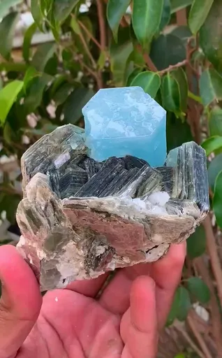 specimen video