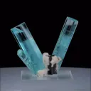 specimen video