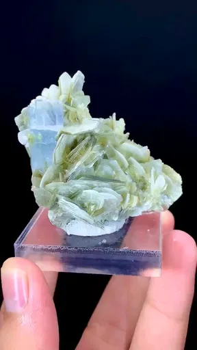 specimen video
