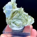 specimen video