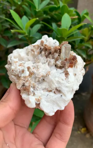 specimen video