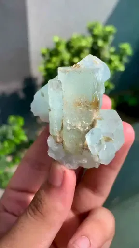 specimen video