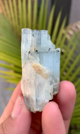 specimen video