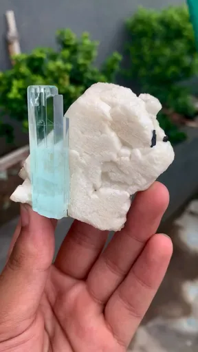specimen video