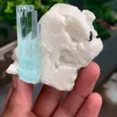 specimen video