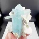 specimen video