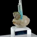 specimen video
