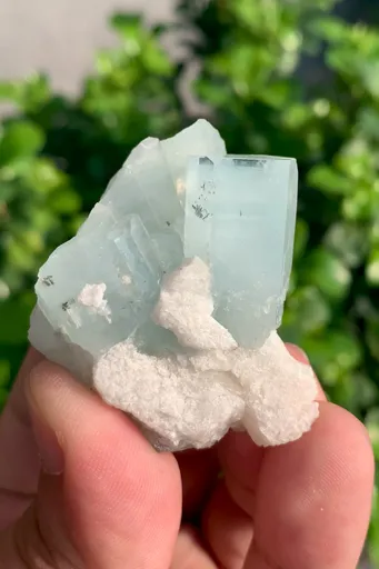 specimen video