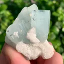 specimen video