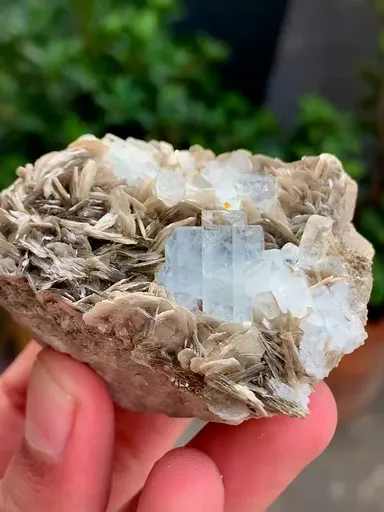 specimen video