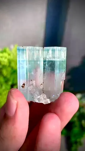 specimen video
