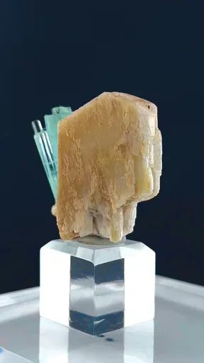 specimen video