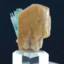 specimen video