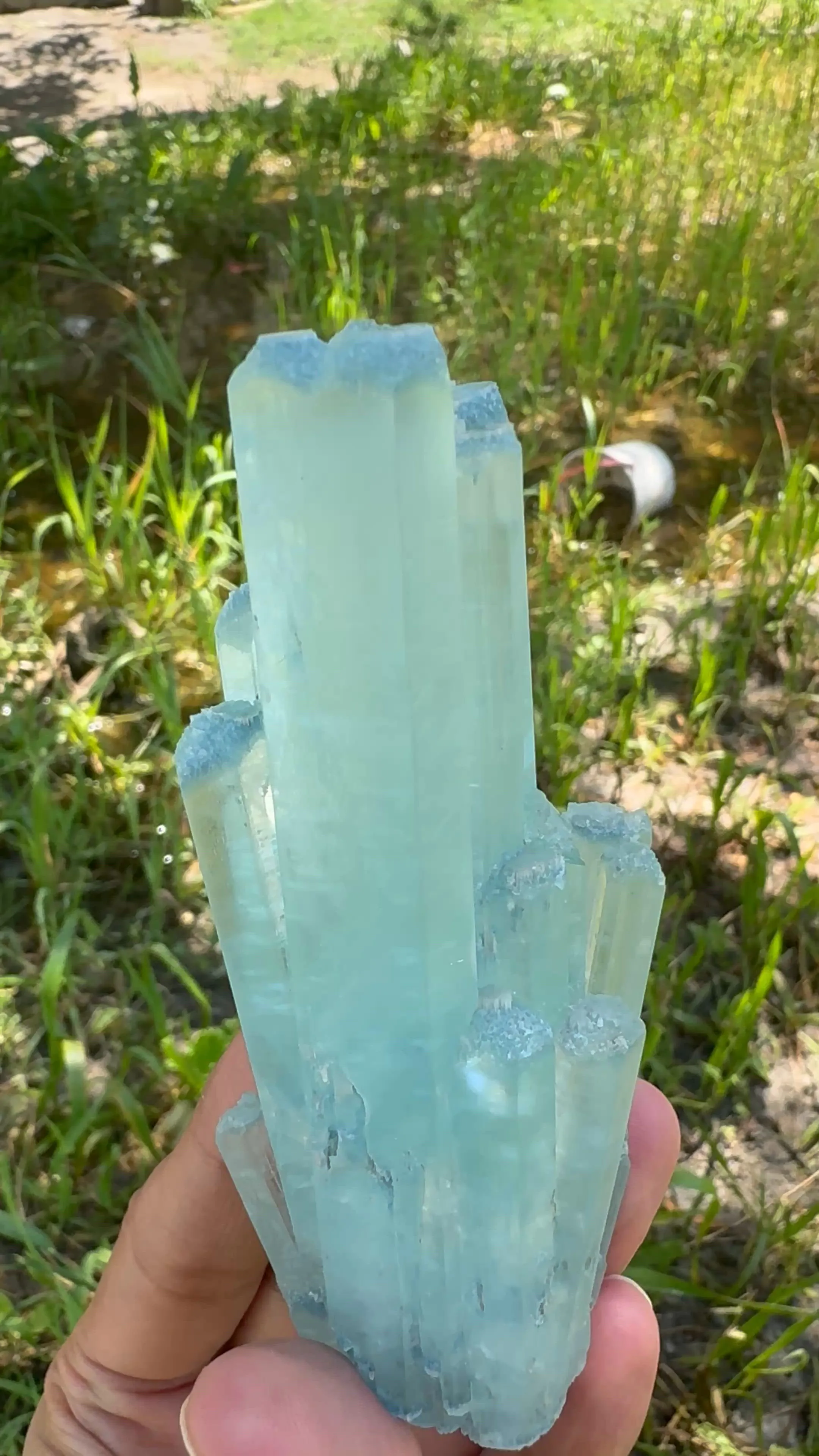 specimen video