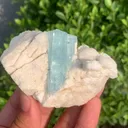specimen video