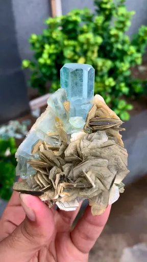 specimen video