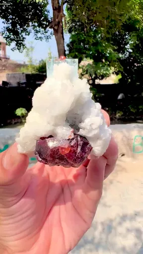 specimen video