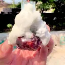 specimen video