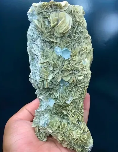 specimen video