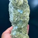 specimen video