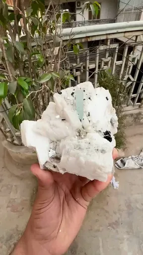 specimen video