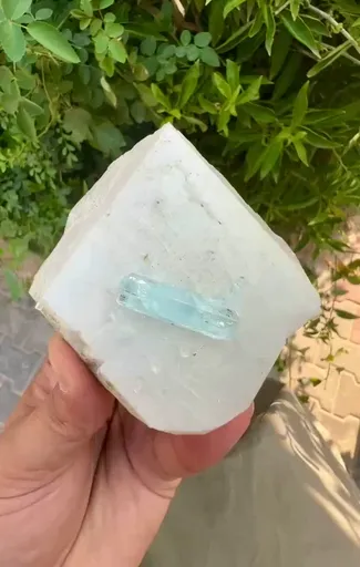 specimen video