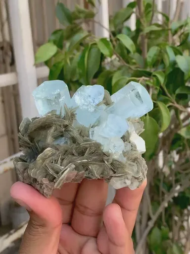 specimen video
