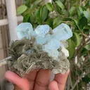 specimen video