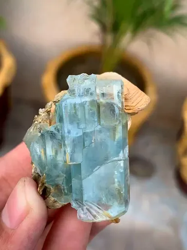 specimen video