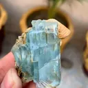 specimen video