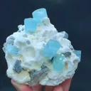 specimen video