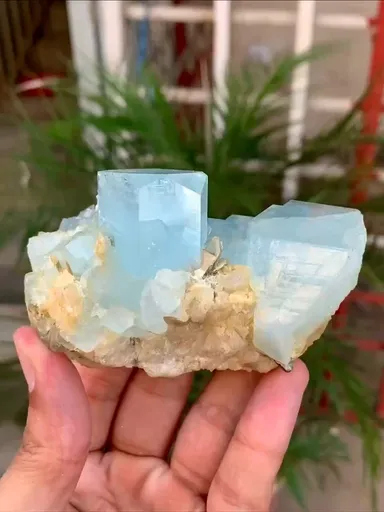 specimen video