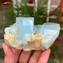 specimen video
