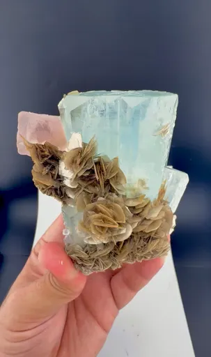 specimen video
