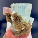 specimen video