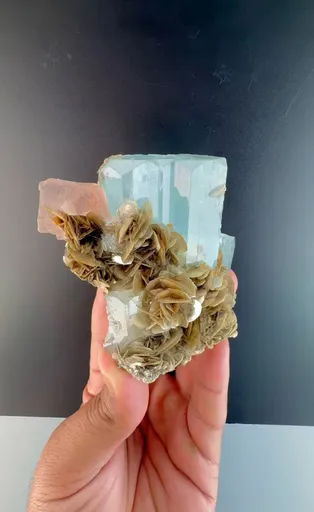 specimen video