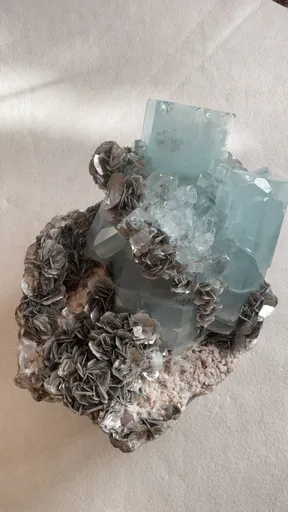 specimen video