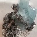 specimen video