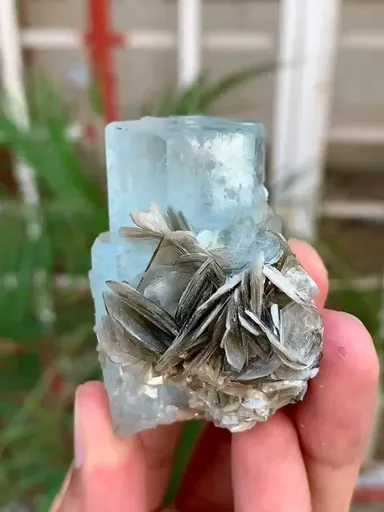 specimen video