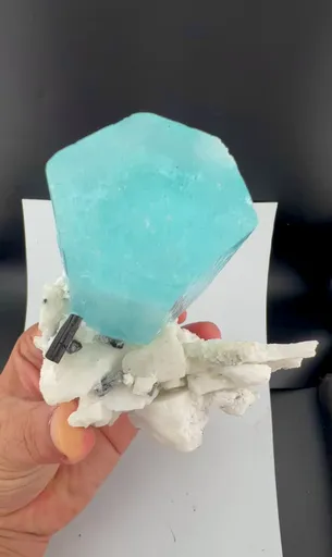 specimen video