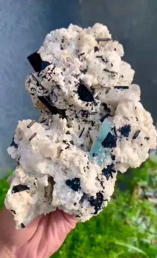 specimen video