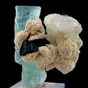 specimen video